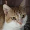 ACHILLE
