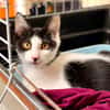 Burata [Chaton] [FIV+]