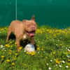 PAA23030 SOOKIE