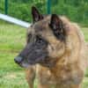 Roméo PAA22788