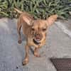 Monsieur COCO, le pinscher
