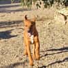 Bytchou, le petit canaillou