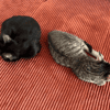 BLAKE ET BILLIE