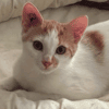 BISCUIT