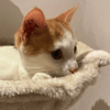 BISCUIT