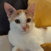 BISCUIT