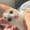 BISCUIT