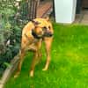 Boo sucht ganz dringend ein Zuhause !!!