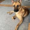 Boo sucht ganz dringend ein Zuhause !!!