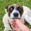 Sensibler Dallas sucht Dich