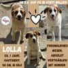 💕 Lolla 💕 sucht ihr für immer Zuhause