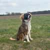 🐾 Bounty  junger, kluger Rüde