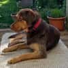 Kiba - toller Freund voller Tatendrang