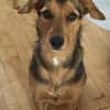 Laika  sensible Hundeseele sucht souveräne Menschen,