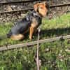 Laika  sensible Hundeseele sucht souveräne Menschen,