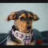 Laika  sensible Hundeseele sucht souveräne Menschen,