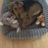 Laika  sensible Hundeseele sucht souveräne Menschen,
