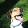 Boji sucht geduldige Besitzer
