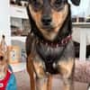 Sanfter Tiaro sucht dich