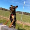 Sanfter Tiaro sucht dich