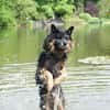 Verschmuster Bruno sucht sein Zuhause