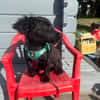 Vaya sucht Liebe Hundeeltern