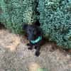 Vaya sucht Liebe Hundeeltern