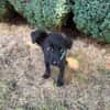 Vaya sucht Liebe Hundeeltern