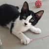 Liebe Katzenkinder Cali, Tina und Eddie
