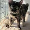 Liebe Katzenkinder Cali, Tina und Eddie