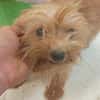 Jazmin zarte Yorkie-Dame sucht ihr liebevolles Zuhause