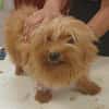 Jazmin zarte Yorkie-Dame sucht ihr liebevolles Zuhause