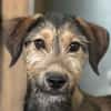 Woody, geb. ca. 02/2026, 87763 Lautrach