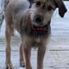 Woody, geb. ca. 02/2026, 87763 Lautrach