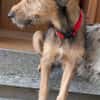 Woody, geb. ca. 02/2026, 87763 Lautrach