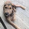 Woody, geb. ca. 02/2026, 87763 Lautrach