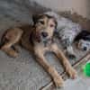 Woody, geb. ca. 02/2026, 87763 Lautrach