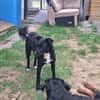 🐾Unsere liebe Änni sucht ihr Zuhause 🐾