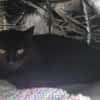 MINOU