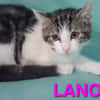 Lanonyme