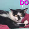 Domino
