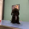 BERLIOZ (en cours d'adoption)