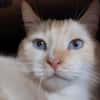 Keyling