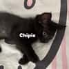 CHIPIE