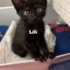 LILI
