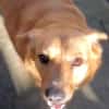 Bobo - freundlicher Hund sucht Familie