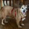 Corgie Mix?: Hundeomi  Amanda sucht Menschenomi