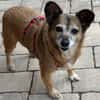 Corgie Mix?: Hundeomi  Amanda sucht Menschenomi