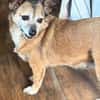 Corgie Mix?: Hundeomi  Amanda sucht Menschenomi