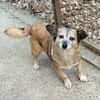Corgie Mix?: Hundeomi  Amanda sucht Menschenomi